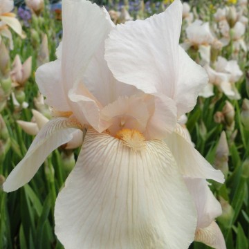 Iris germanica 'Constant Wattez' (Kosaciec bródkowy)  - P11