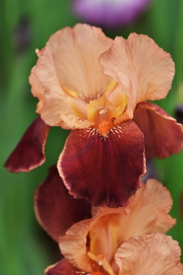 Iris germanica 'Cimarron Strips' (Kosaciec bródkowy)  - P11