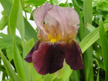 Iris germanica 'Indian Chief' (Kosaciec bródkowy)  - P11