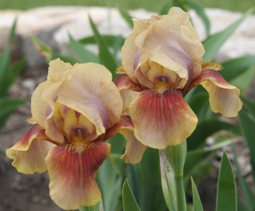 Iris germanica 'Oklahoma Bandit' (Kosaciec bródkowy)  - P11