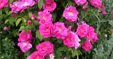 Rosa rugosa ANGELIA PURPLE 'Minrugo4' (Róża pomarszczona)  - C3