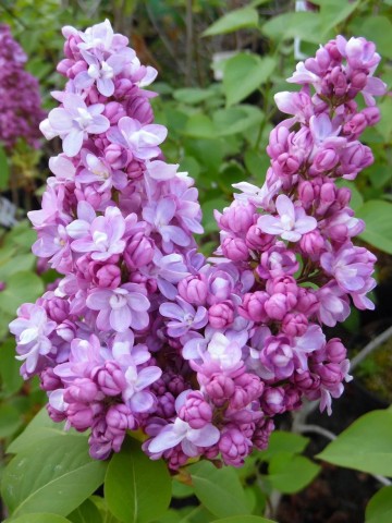 Syringa vulgaris 'Belle de Nancy' (Lilak pospolity)  - C5