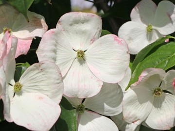 Cornus florida 'Barton's White' (Dereń kwiecisty)  - C6
