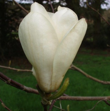 Magnolia 'Elisa Odenwald' (Magnolia)  - C9