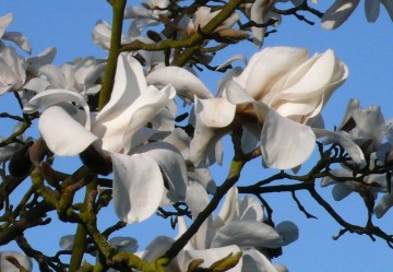 Magnolia 'Leda' (Magnolia)  - C6