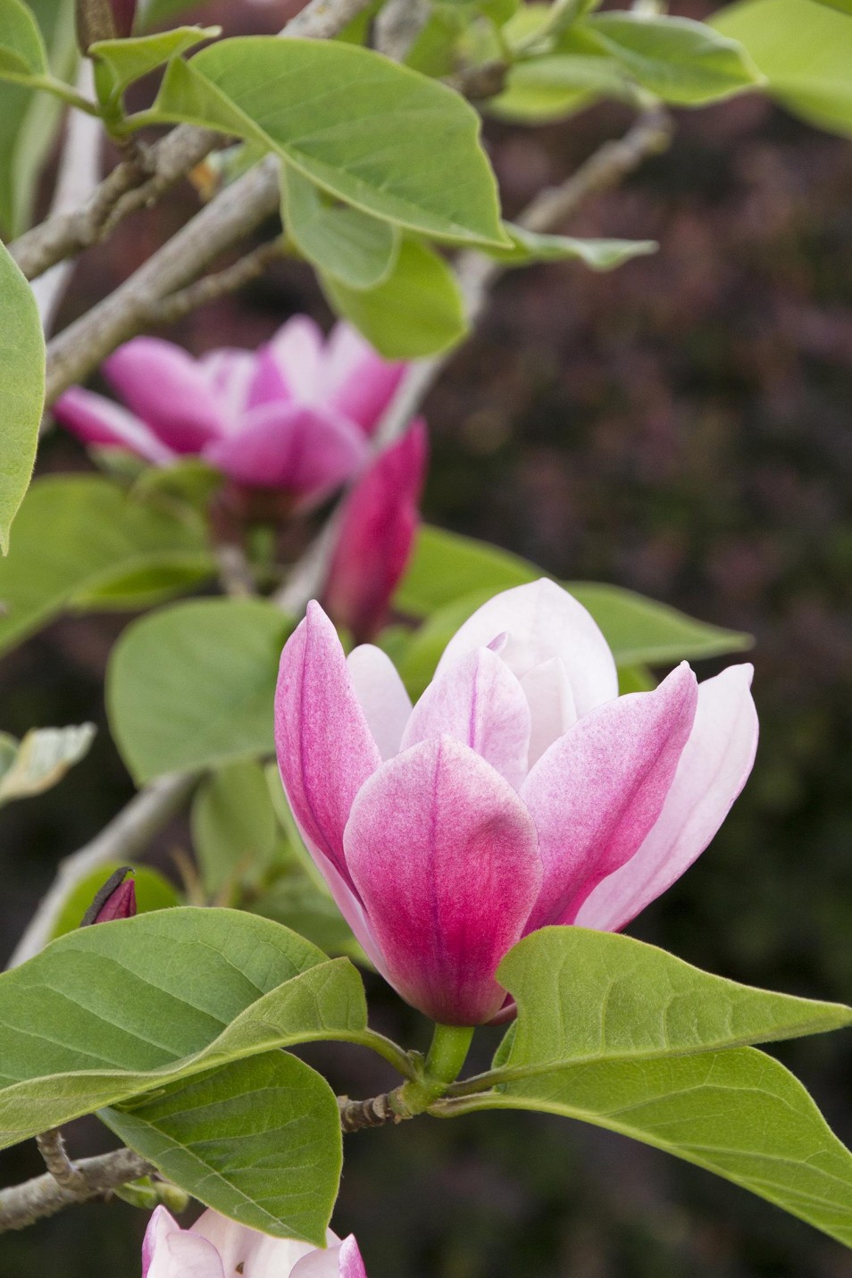 Magnolia 'Rose Marie' (Magnolia)  - C9