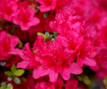 Rhododendron japanese azalea 'Little Red' (Azalia japońska)  - C3