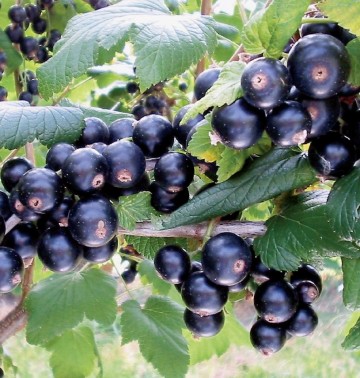 Ribes nigrum 'Bona' (Porzeczka czarna)  - C2