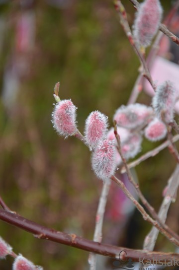 Salix gracilistyla 'Mt Aso' (Wierzba smukłoszyjkowa)  - C3 PA