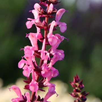 Salvia nemorosa 'Sensation Pink' (Szałwia omszona)  - P11