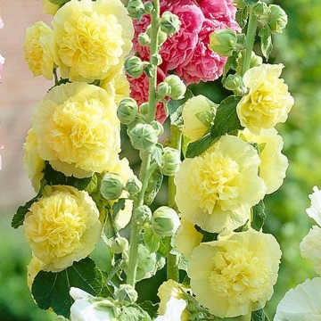 Alcea rosea 'Double Yellow' (Malwa)  - P11
