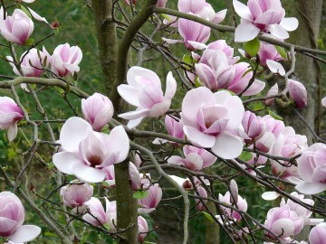 Magnolia soulangeana 'Pickard's Sundew' (Magnolia Soulange'a)  - C5