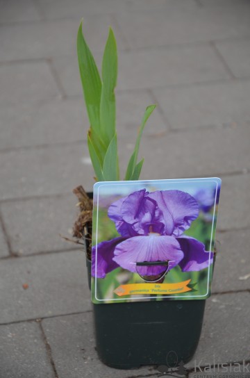 Iris germanica 'Perfume Counter' (Kosaciec bródkowy)  - P11