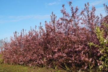 Prunus padus 'Colorata' (Czeremcha pospolita)  - C5