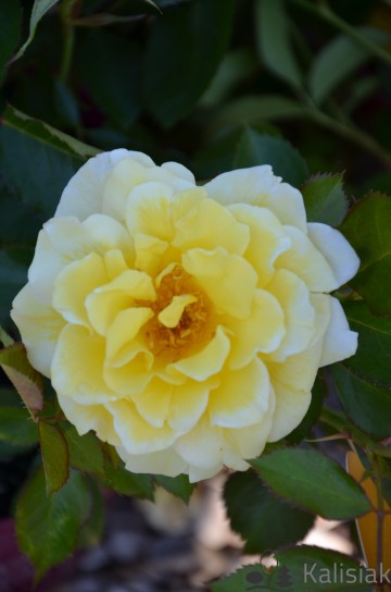 Rosa Easy Elegance 'Yellow Submarine' (Róża)  - C5