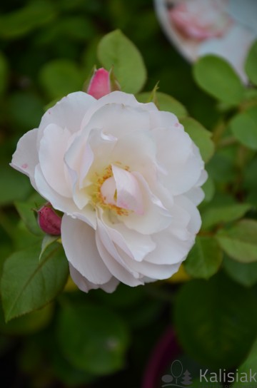 Rosa Incredible 'Delicate Pear' (Róża jadalna)  - C2