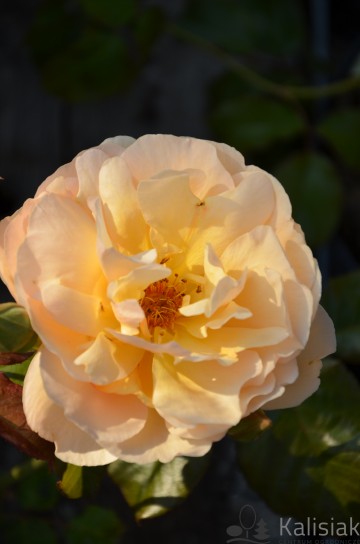 Rosa Incredible 'Mystic Jordin Roca' (Róża jadalna)  - C2
