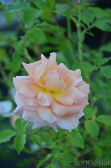 Rosa 'Emelie' (Róża pnąca)  - C2
