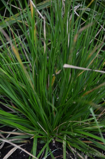Deschampsia caespitosa 'Goldtau' (Śmiałek darniowy)  - P13