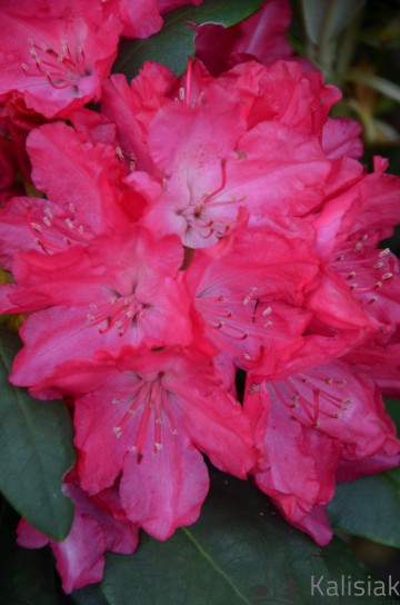 Rhododendron 'Astrid' (Różanecznik)  - C4