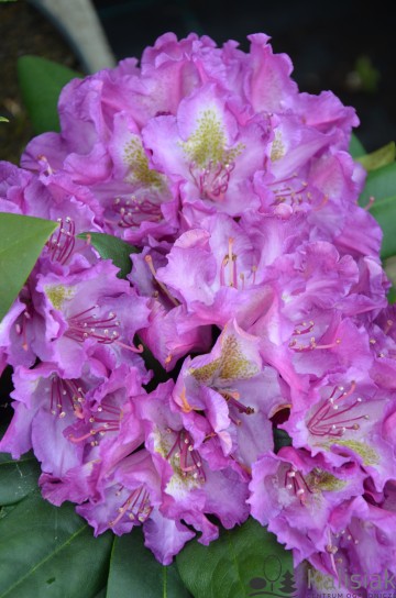 Rhododendron 'Bohlken's Lupinenberg' (Różanecznik)  - C4
