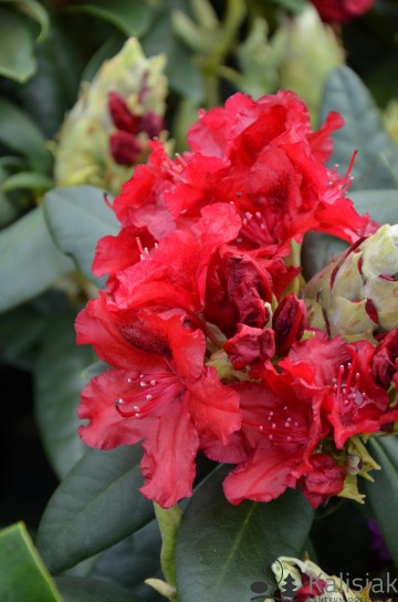 Rhododendron 'Erato' (Różanecznik)  - C4