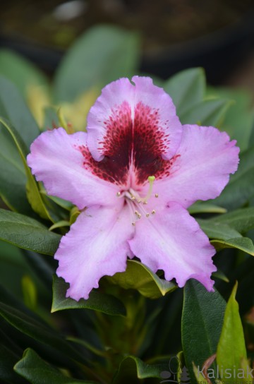Rhododendron KABARETT 'Hachkaba' (Różanecznik)  - C4