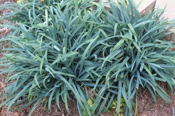 Carex 'Bunny Blue' (Turzyca)  - P13
