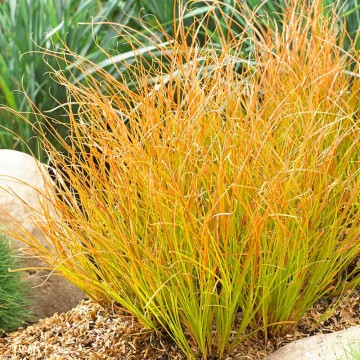 Carex 'Praire Fire' (Turzyca)  - P13