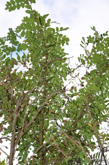 Halimodenron halodendron (Słonisz srebrzysty)  - C5