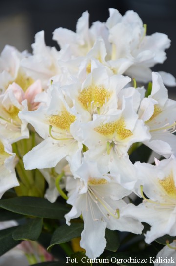 Rhododendron 'Cunningham's White' (Różanecznik)  - C5