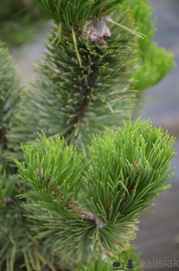 Pinus nigra 'Oregon Green' (Sosna czarna)  - C3