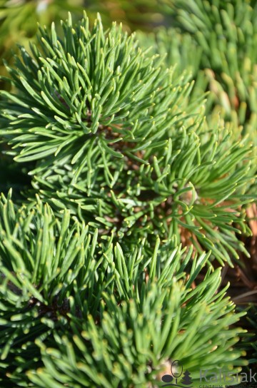 Pinus mugo 'Jacobsen' (Sosna kosodrzewina)  - C5 PA