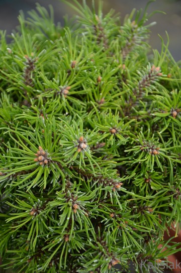 Pinus mugo 'Paradekissen' (Sosna kosodrzewina)  - C5 PA