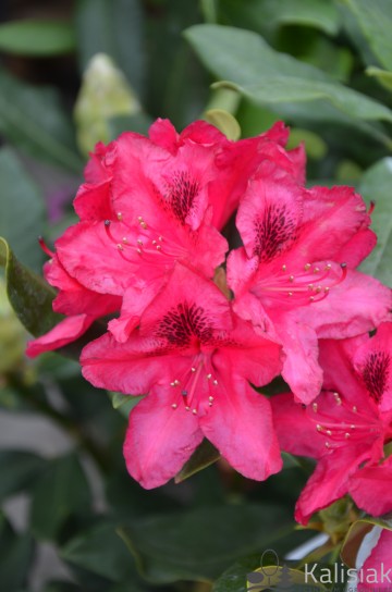 Rhododendron 'Nova Zembla' (Różanecznik)  - C5