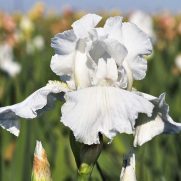 Iris germanica 'Immortality' (Kosaciec bródkowy)  - P11