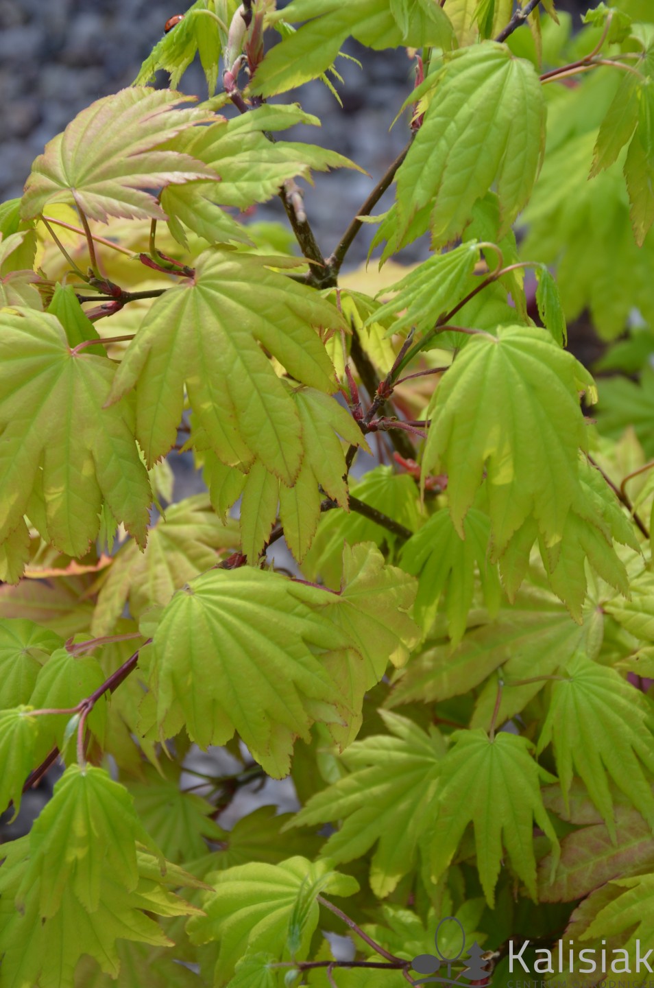 Acer shirasawanum 'Aureum' (Klon Shirasawy)  - C7.5
