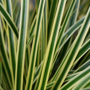 Carex 'Evercream' (Turzyca oszimska)  - P17