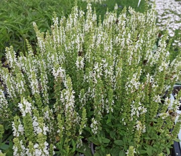 Salvia nemorosa 'Synchro White' (Szałwia omszona)  - P11