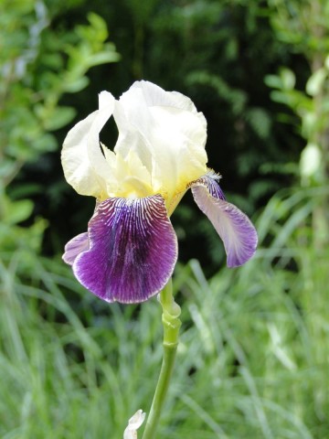 Iris germanica 'Salonique' (Kosaciec bródkowy)  - P11