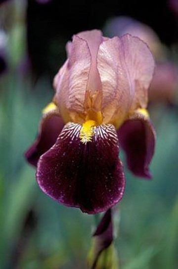 Iris germanica 'Bruno' (Kosaciec bródkowy)  - P11