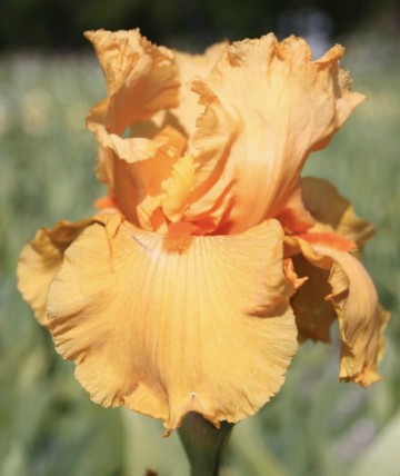 Iris germanica 'Sky Fire' (Kosaciec bródkowy)  - P11