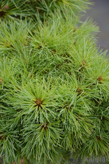 Pinus strobus 'Sea Urchin' (Sosna wejmutka)  - C5 PA