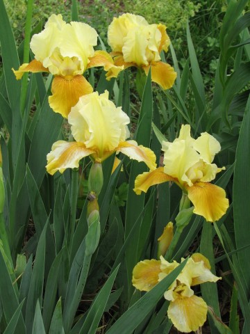 Iris germanica 'Honey Glazed' (Kosaciec bródkowy)  - P11