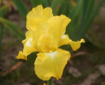 Iris germanica 'Burning Bright' (Kosaciec bródkowy)  - P11