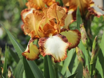 Iris germanica 'Siva Siva' (Kosaciec bródkowy)  - P11
