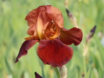 Iris germanica 'Natchez Trace' (Kosaciec bródkowy)  - P11