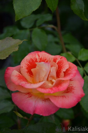 Rosa 'Airbrush' (Róża rabatowa)  - C5