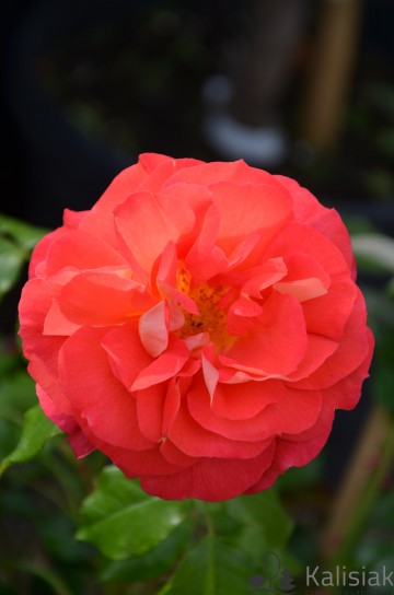 Rosa 'Gebruder Grimm' (Róża rabatowa, wielokwiatowa)  - C5