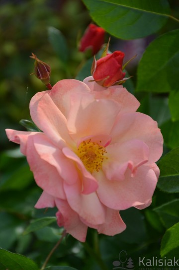 Rosa 'Aprikola' (Róża rabatowa)  - C5